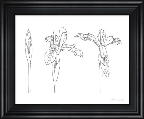 Framed Sketched Iris Print