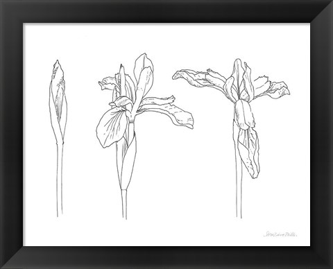 Framed Sketched Iris Print