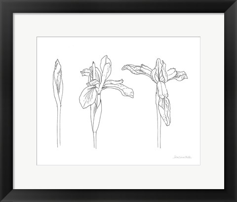 Framed Sketched Iris Print