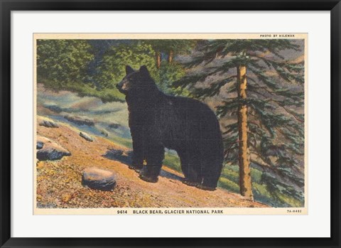 Framed Black Bear I Crop Print