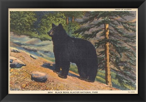 Framed Black Bear I Crop Print