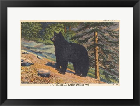 Framed Black Bear I Crop Print