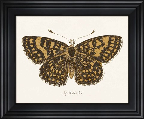 Framed Antique Butterfly II Print