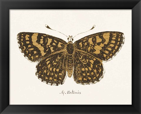 Framed Antique Butterfly II Print