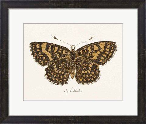 Framed Antique Butterfly II Print