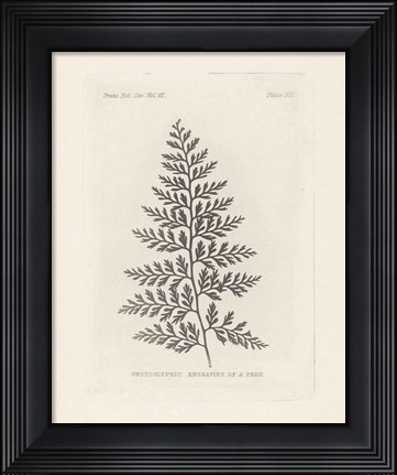 Framed Fern Engraving Print