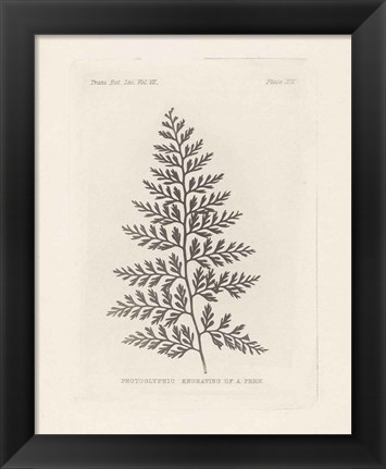 Framed Fern Engraving Print