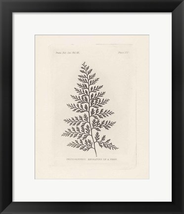 Framed Fern Engraving Print