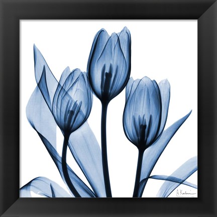 Framed Indigo Tulips Print