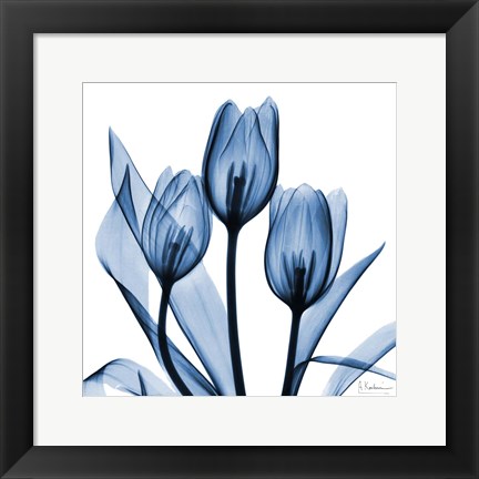 Framed Indigo Tulips Print