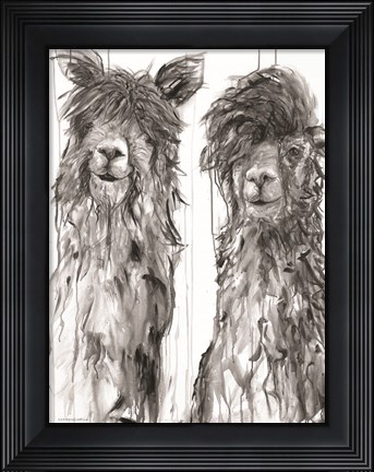 Framed Alpaca a Comb Print