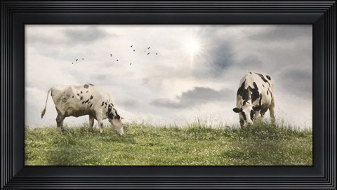 Framed Grazing Dairy Cattle Print
