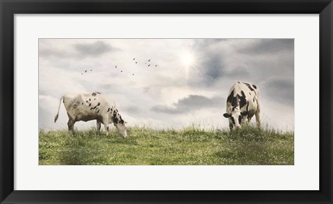 Framed Grazing Dairy Cattle Print