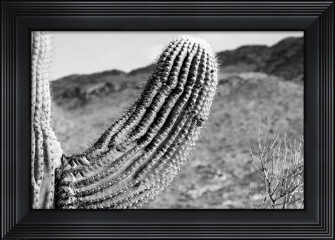 Framed Saguaro Print