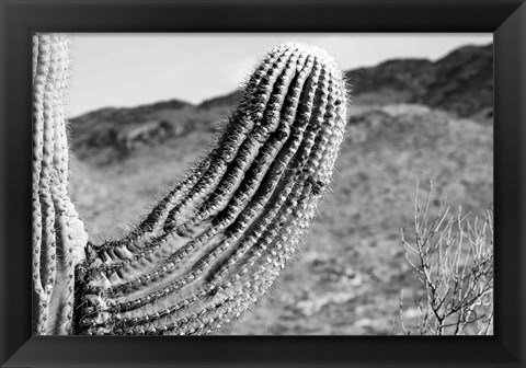 Framed Saguaro Print