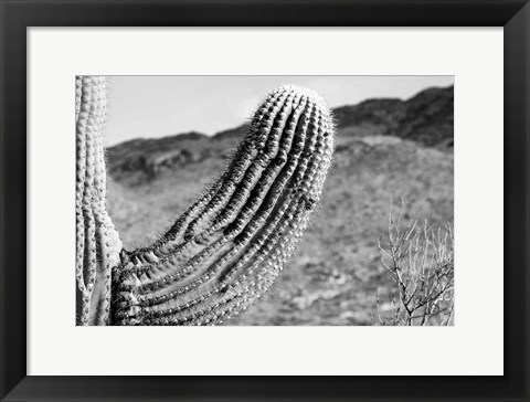 Framed Saguaro Print