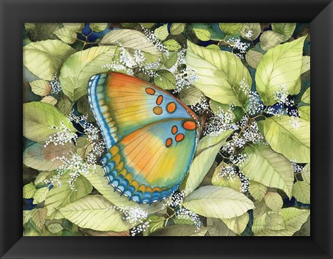 Framed Royal Butterfly Print