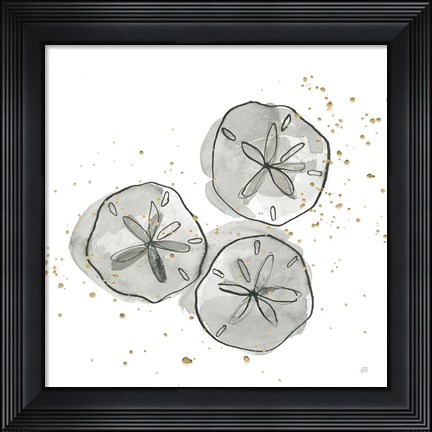 Framed Sand Dollar III Print