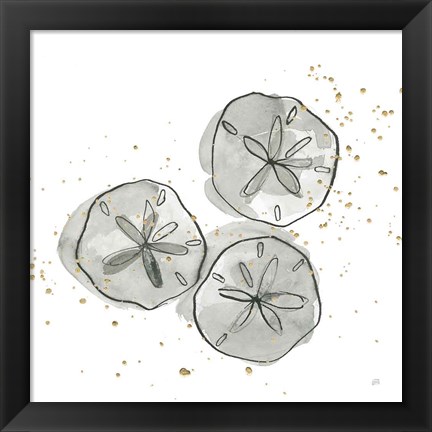 Framed Sand Dollar III Print