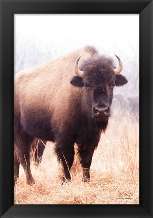 Framed American Bison V Print