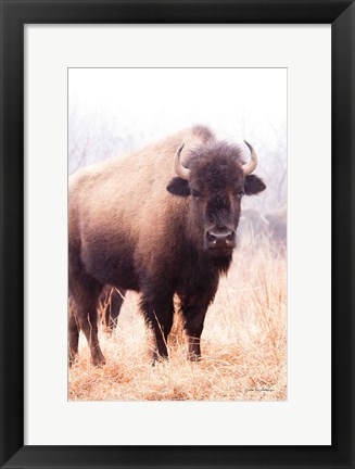 Framed American Bison V Print