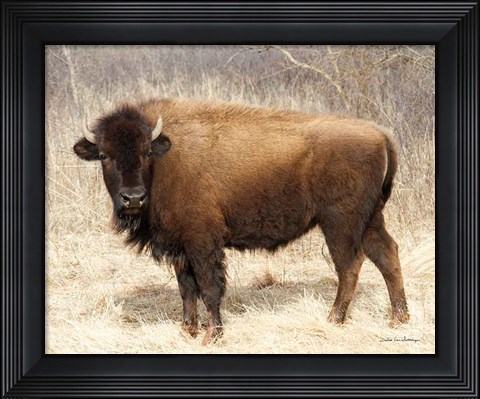 Framed American Bison I Print