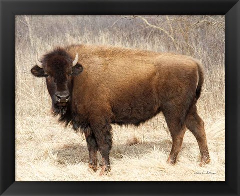 Framed American Bison I Print