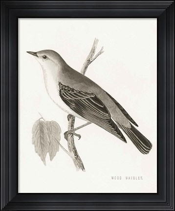 Framed Engraved Birds III BW Print