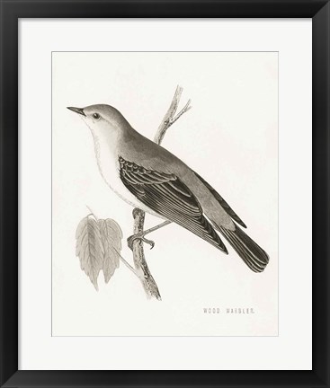 Framed Engraved Birds III BW Print