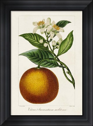 Framed Antique Citrus Fruit I Print