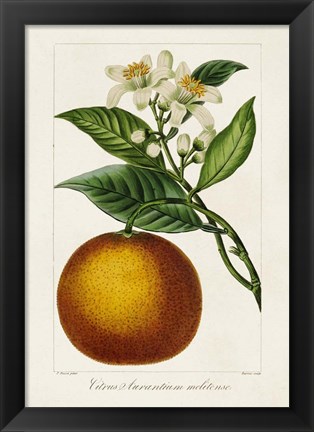 Framed Antique Citrus Fruit I Print