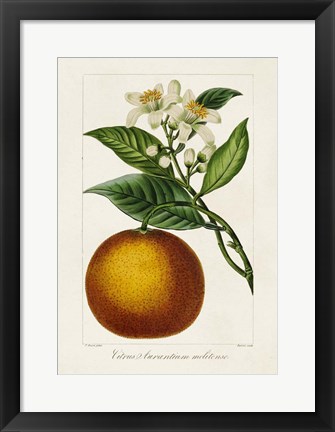 Framed Antique Citrus Fruit I Print