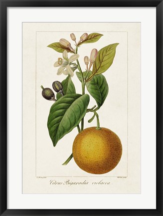 Framed Antique Citrus Fruit II Print