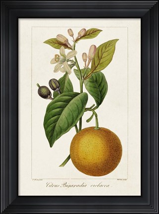 Framed Antique Citrus Fruit II Print