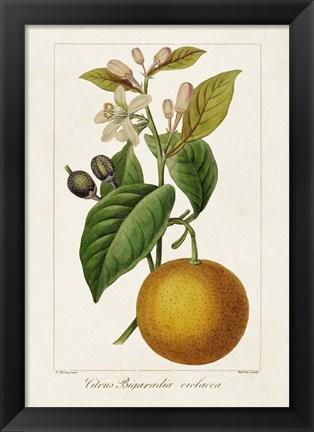 Framed Antique Citrus Fruit II Print