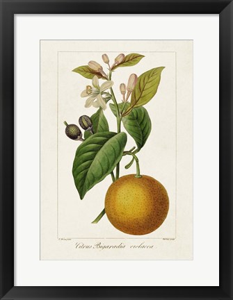 Framed Antique Citrus Fruit II Print