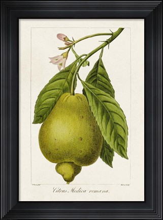 Framed Antique Citrus Fruit III Print