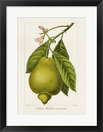 Framed Antique Citrus Fruit III Print