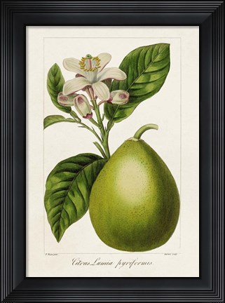 Framed Antique Citrus Fruit IV Print