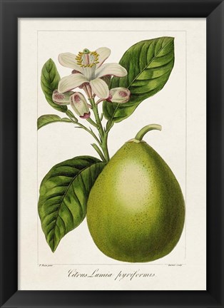 Framed Antique Citrus Fruit IV Print