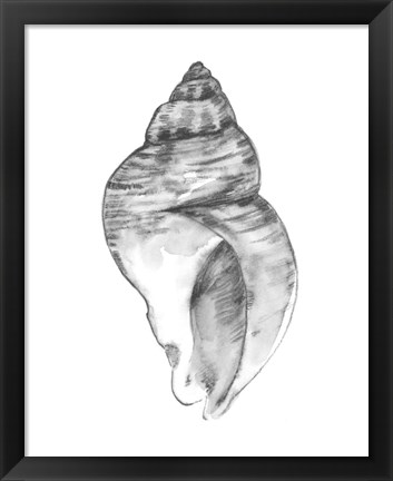 Framed Quiet Conch I Print