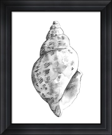 Framed Quiet Conch II Print