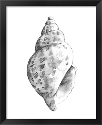 Framed Quiet Conch II Print