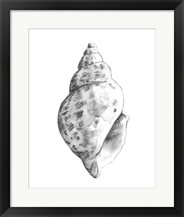 Framed Quiet Conch II Print