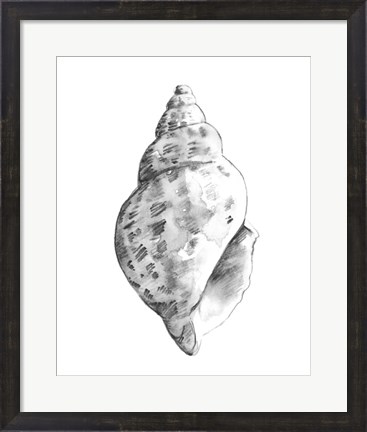 Framed Quiet Conch II Print