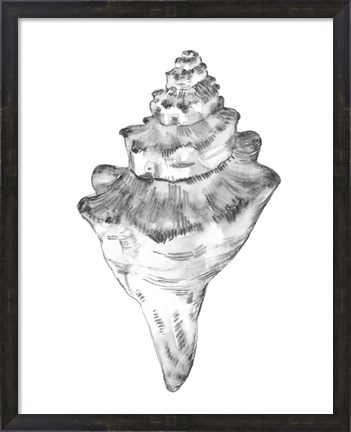 Framed Quiet Conch III Print