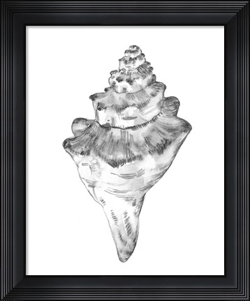 Framed Quiet Conch III Print