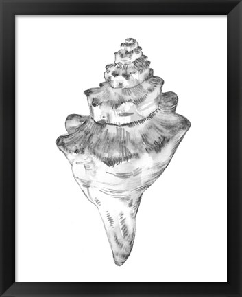 Framed Quiet Conch III Print