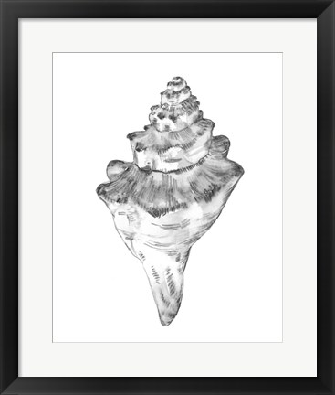 Framed Quiet Conch III Print