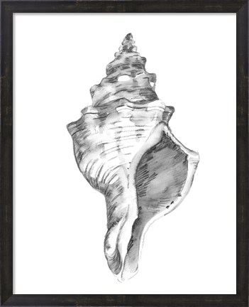 Framed Quiet Conch IV Print